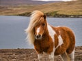 A brown and white Shetland pony on open coastal  moorland in Shetland, UK Royalty Free Stock Photo