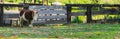 Brown with white shetland pony standing in the pasture in front of a wooden gate Royalty Free Stock Photo