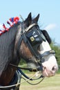 Brown and white shire horse Royalty Free Stock Photo