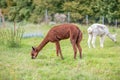 brown and a white shorn alpaca standing on a meadow and looking into the camera