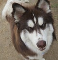 Brown and White Siberian Husky