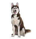 Brown and white Siberian husky wearing a collar, isolated on white