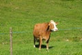 Brown and White Simmental Cow in a Green Pasture Royalty Free Stock Photo
