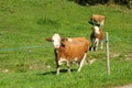 Brown and White Simmental Cow in a Green Pasture Royalty Free Stock Photo