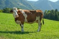 Brown and White Simmental Cow in a Green Pasture Royalty Free Stock Photo