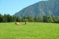 Brown and White Simmental Cow in a Green Pasture Royalty Free Stock Photo