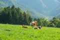 Brown and White Simmental Cow in a Green Pasture Royalty Free Stock Photo