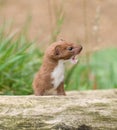 Brown and White Snarling Weasel Royalty Free Stock Photo