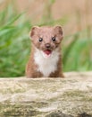 Brown and White Snarling Weasel Royalty Free Stock Photo