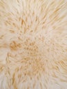 Brown white soft wool texture background, cotton wool, light natural sheep wool, close-up texture of white fluffy fur Royalty Free Stock Photo