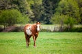 A brown and white sorrel pinto horse with bald face and heterochromia iridium eyes walking in a pasture Royalty Free Stock Photo