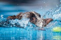 Brown and White Spaniel dog swimming through clear blue water chasing a ball. Royalty Free Stock Photo