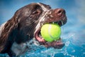 Brown and White Spaniel dog swimming through clear blue water with a yellow tennis ball in their mouth. Royalty Free Stock Photo