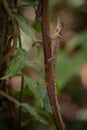 Brown and white speckled Anole (Anolis polylepis), Costa Rica Royalty Free Stock Photo