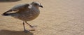 Brown and white speckled seagull