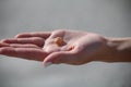 Sea Shell in Hand Royalty Free Stock Photo