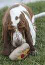 Brown and White spotted Basset Hound Dog Royalty Free Stock Photo