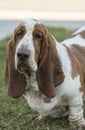 Brown and White spotted Basset Hound Dog Royalty Free Stock Photo