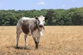 Brown/white spotted Cholistani bull in a field with forest edge on the background Royalty Free Stock Photo