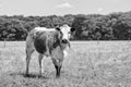 Brown/white spotted Cholistani bull in a field with forest edge on the background Royalty Free Stock Photo