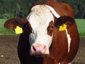 Brown-white spotted cow, close up of cow head. farming, cattle breading, countryside, Royalty Free Stock Photo