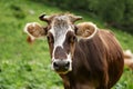 Brown and white spotted cow close up portrat at green background. Cow looks at camera Royalty Free Stock Photo