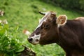 Brown and white spotted cow close up portrat at green background. Cow looks at camera Royalty Free Stock Photo