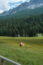 Brown and White Spotted Cow Pasturing in Grazing Lands: Italian