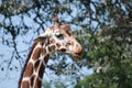 A Closeup Of A Giraffe Standing With His Eyes Closed Among The Trees At Brookfield Zoo In Illinois.