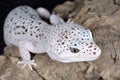 Brown and White Spotted Leopard Gecko Royalty Free Stock Photo