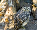 Brown white spotted little owl making a angry face closeup of a nocturnal wild predator bird