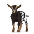 Brown white spotted pygmy baby goat on white background