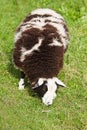 Brown and white spotted sheep grazing Royalty Free Stock Photo