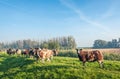 Brown and white spotted sheep on top of a Dutch dike Royalty Free Stock Photo