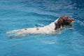 Spaniel swimming in clear blue water Royalty Free Stock Photo