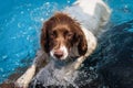 Brown and white Springer Spaniel dog swimming Royalty Free Stock Photo