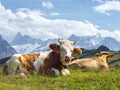 brown and white swiss cow with a cowbell in an alpine pasture in the Swiss Alps Royalty Free Stock Photo