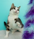 brown and white tabby cat with yellow eyes playing with a toy Royalty Free Stock Photo