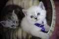 Brown and white tabby kitten sitting in a cat bed and looking toward the camera Royalty Free Stock Photo