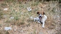 A brown and white Thai dog is lying sick on the ground Royalty Free Stock Photo