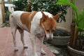 Brown and white Thai dog yawn. Royalty Free Stock Photo