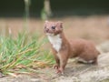 Brown and White Weasel