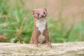 Brown and White Weasel
