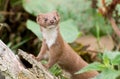 Brown and White Weasel