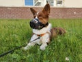 A brown and white Welsh corgi cardigan is lying on the grass, opposite the building, on a leash and muzzled on a warm summer day