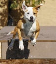 Brown and white wet dog jumping into the pool Royalty Free Stock Photo