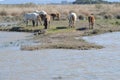 Brown and white wild horses grazing in natural park of Albufera, Mallora, Spain Royalty Free Stock Photo