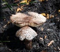 Brown & White Mottled Wild Mushrooms Royalty Free Stock Photo