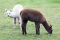 Brown and white young alpaca in green meadow Royalty Free Stock Photo