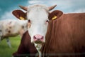 brown and white young bull stands on a green meadow in nice weather